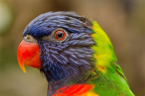 Tropical Lori Bird colorful image - Free stock photo - Public Domain ...