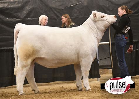 Jackrabbit Memorial Jackpot | Breeding Heifers – Charolais Ring B | The Pulse