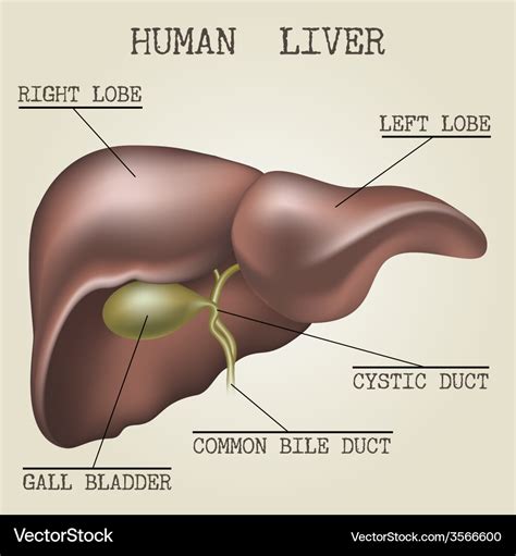 The human liver anatomy Royalty Free Vector Image