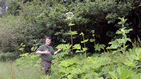 How To Identify Giant Hogweed, Heracleum mantegazzianum