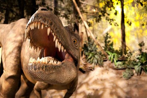 10 Facts About Albertosaurus