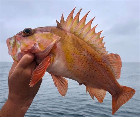 Southern California Recreational Groundfish All-Depth Season Opens April 1 – Marine Management News