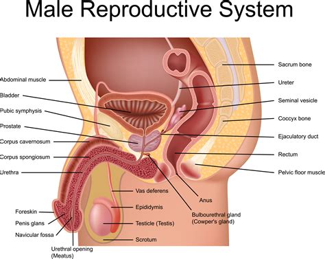 What Is the Prostate Gland? - University Health News