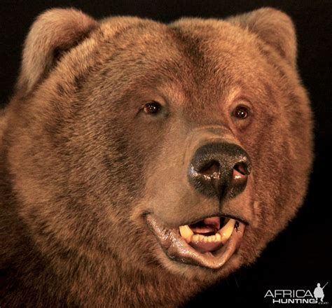 Brown Bear Full Mount Taxidermy | AfricaHunting.com