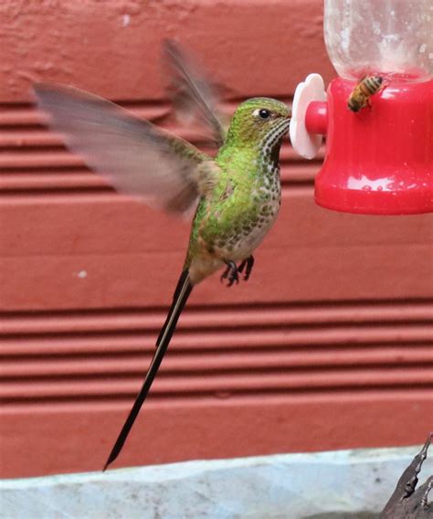 Pin by Scott Rauland on Colombian Hummingbirds | Bird, Hummingbird ...