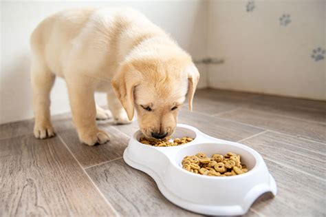 how to keep older dog from eating puppy food - kierzewski-mezquita