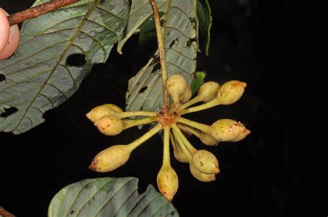 plant23 (Annonaceae) image 117017 at PhytoImages.siu.edu