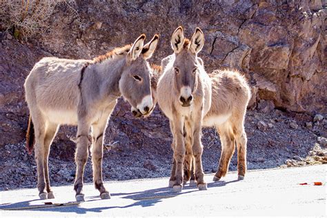 Serial Wild Donkey, Or 'Burro,' Killer Sought In Mojave Desert | Crime News