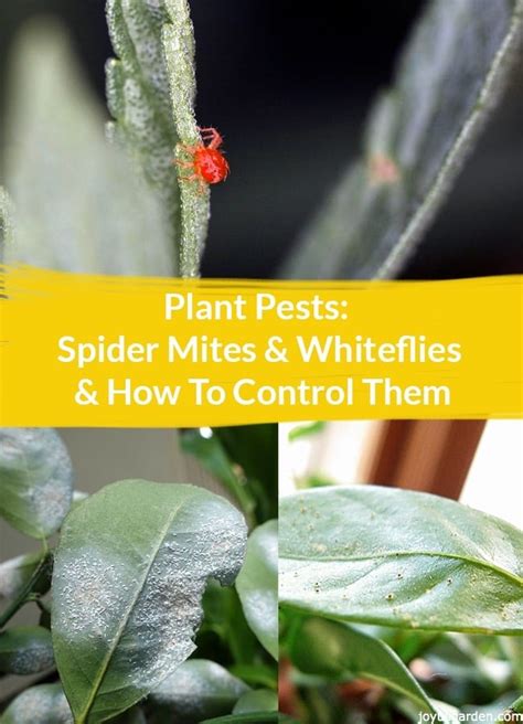 Plant Pests: Spider Mites & Whiteflies & How To Control Them