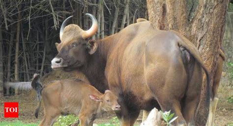 Indian gaur calf, the new attraction at Vandalur zoo in Chennai | Chennai News - Times of India