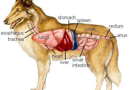 ORGANS: Ever wondered what's inside a dog? Check out this clickable picture to learn about a dog ...