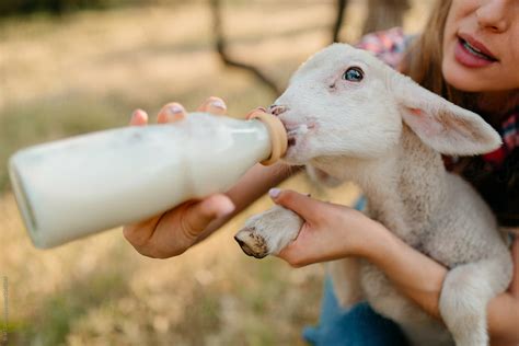 "Farm Girl Feeding Animals" by Stocksy Contributor "Brat Co" - Stocksy