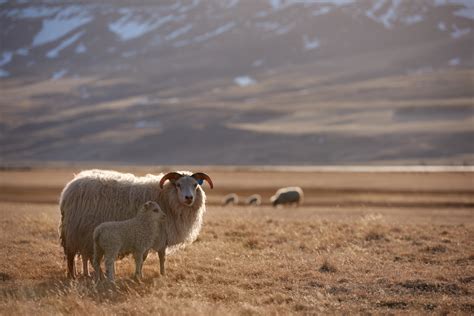 Everything You Need to Know About the Icelandic Sheep - Hey Iceland ...