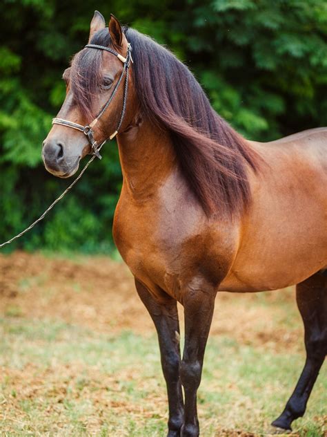 What Horse Breeds Have Long Hair: Long Manes And Tails?