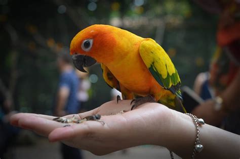 The 8 Most Popular Pet Birds - Smart Phone Magazine