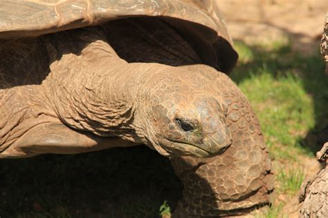 Aldabra Giant Tortoise (April 2018) - ZooChat