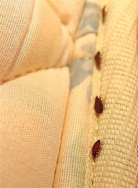 Can Bed Bugs Live in Mattresses? | Bed Bug Mattress Covers | Orkin