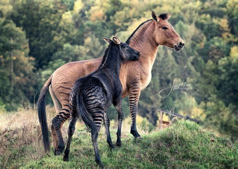 Pin by David Tibble on Animals | Unusual animals, Zorse, Rare animals