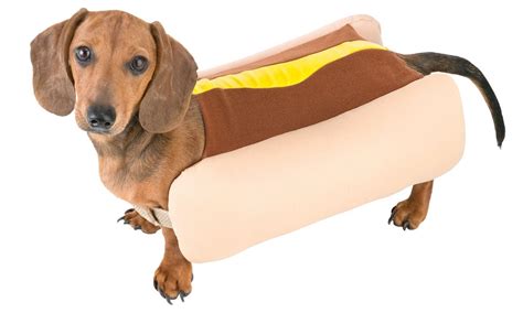 Freaky Findz - HOT DOG COSTUME, $9.85 (https://freakyfindz.com/hot-dog-costume/) | Pet halloween ...