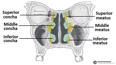 The Nasal Cavity - Structure - Vasculature - Innervation - TeachMeAnatomy