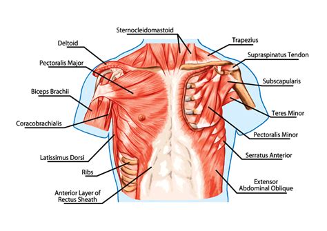 Chest muscles - compedium