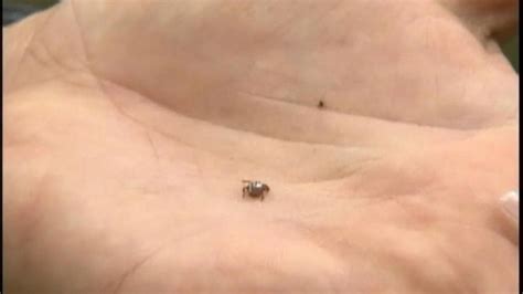 Are seed ticks putting your family in danger? Video - ABC News