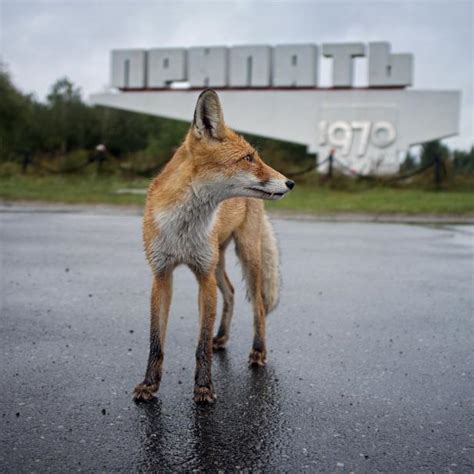 30 Years After the Nuclear Disaster, Chernobyl Wildlife Is Thriving ...