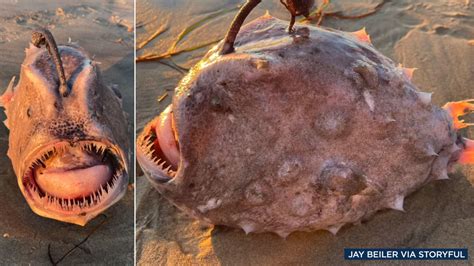 Rare, monstrous-looking Pacific footballfish washes ashore at Torrey Pines State Beach in San ...