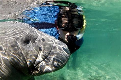 Hello manatee! - Picture of Fun 2 Dive Manatee Tours, Crystal River ...