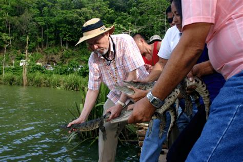 Release of 36 juvenile Philippine crocodiles (Crocodylus mindorensis)... | Download Scientific ...