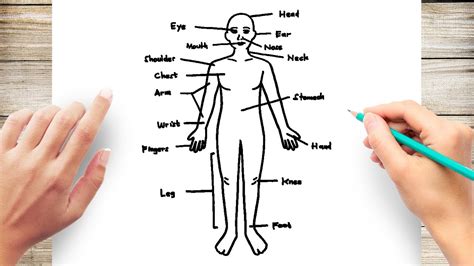 How to Draw Human Body Diagram - YouTube