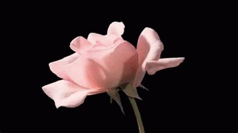 Flower Rose GIF - Flower Rose Blooming - Discover & Share GIFs