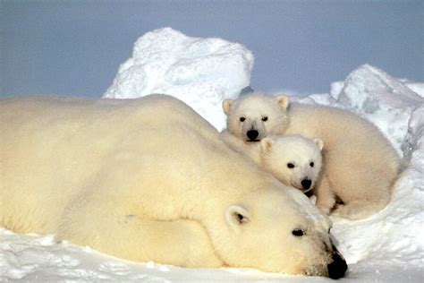 Polar bears now take longer, perilous swims to find habitable ice - CSMonitor.com