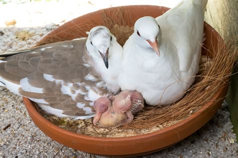 Turtle doves: The sad plight of the bird made famous by one of the most popular Christmas songs ...