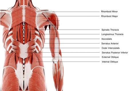 Muscles of the Torso - MBLEx Guide