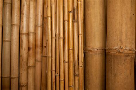 Bamboo, an ecological construction material