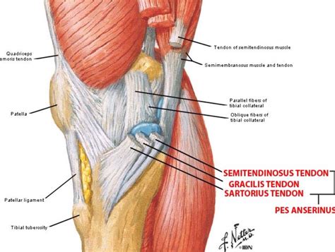 Medial view of the knee | Pes anserinus, Bursitis, Anatomy of the knee