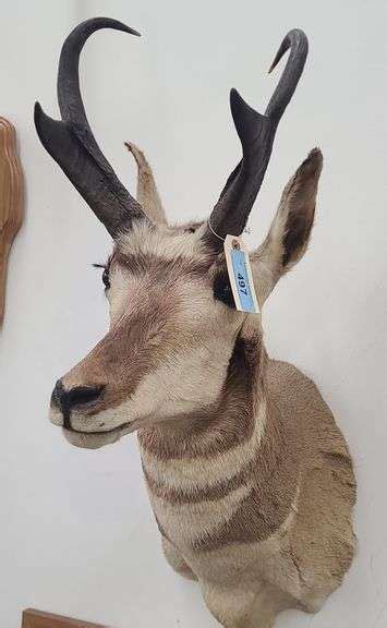 Prong Horn Antelope Head Mount - Kramer Auction LLC