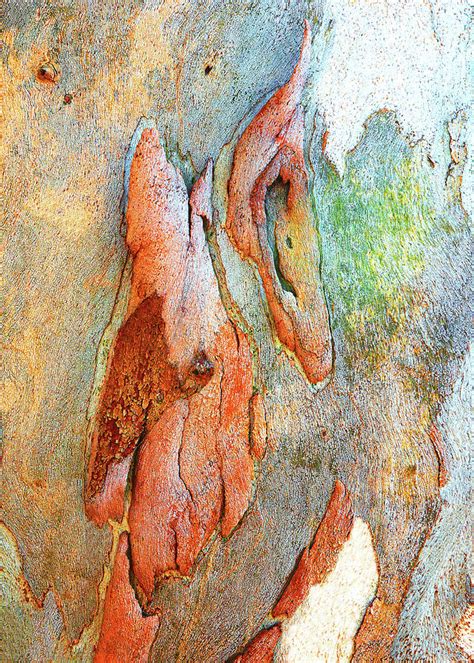 Red Gum Tree Bark 9 Photograph by Lexa Harpell - Fine Art America