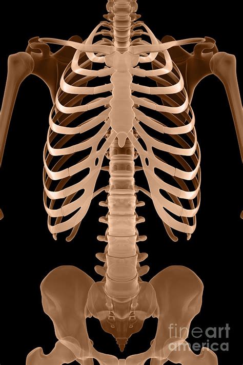 The Bones Of The Torso Photograph by Science Picture Co - Fine Art America