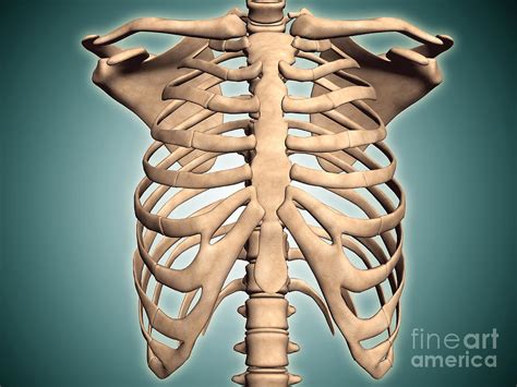 Human Anatomy Ribs Pictures - rib cage front | Anatomy study, Anatomy : The free science images ...