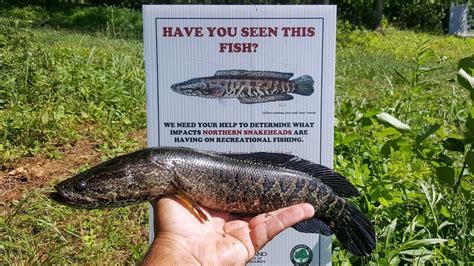 Authorities Urge People To Help Them Get Rid Of Invasive Fish That Can Survive On Land - Small Joys