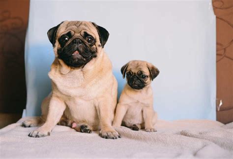 How Big Do Pugs Get? - PatchPuppy.com