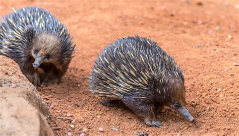 Echidna trains: explained - Australian Geographic