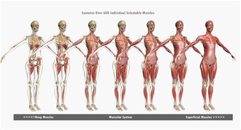 Female Muscle Anatomy - 3D Model by dcbittorf