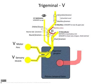 PPT - Trigeminal ganglion PowerPoint Presentation, free download - ID:1802955