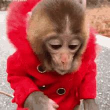 Monkey Eating Banana Funny GIFs | Tenor