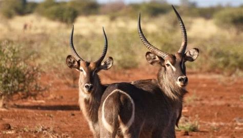 Rare And Majestic: The Ellipsen Waterbuck Antelope - İnteresting Animal ...