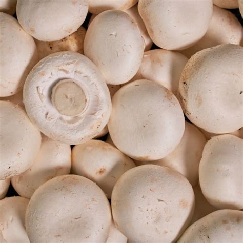 Caterite | Fresh Mushrooms Button