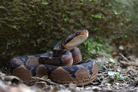 Venomous Snakes Of The Amazon Basin - WorldAtlas